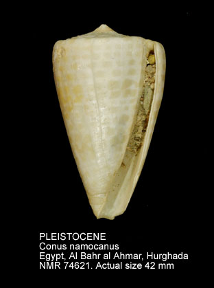 PLEISTOCENE Conus namocanus.jpg - PLEISTOCENE Conus namocanus Hwass,1792